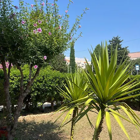 Lyra * Trogir